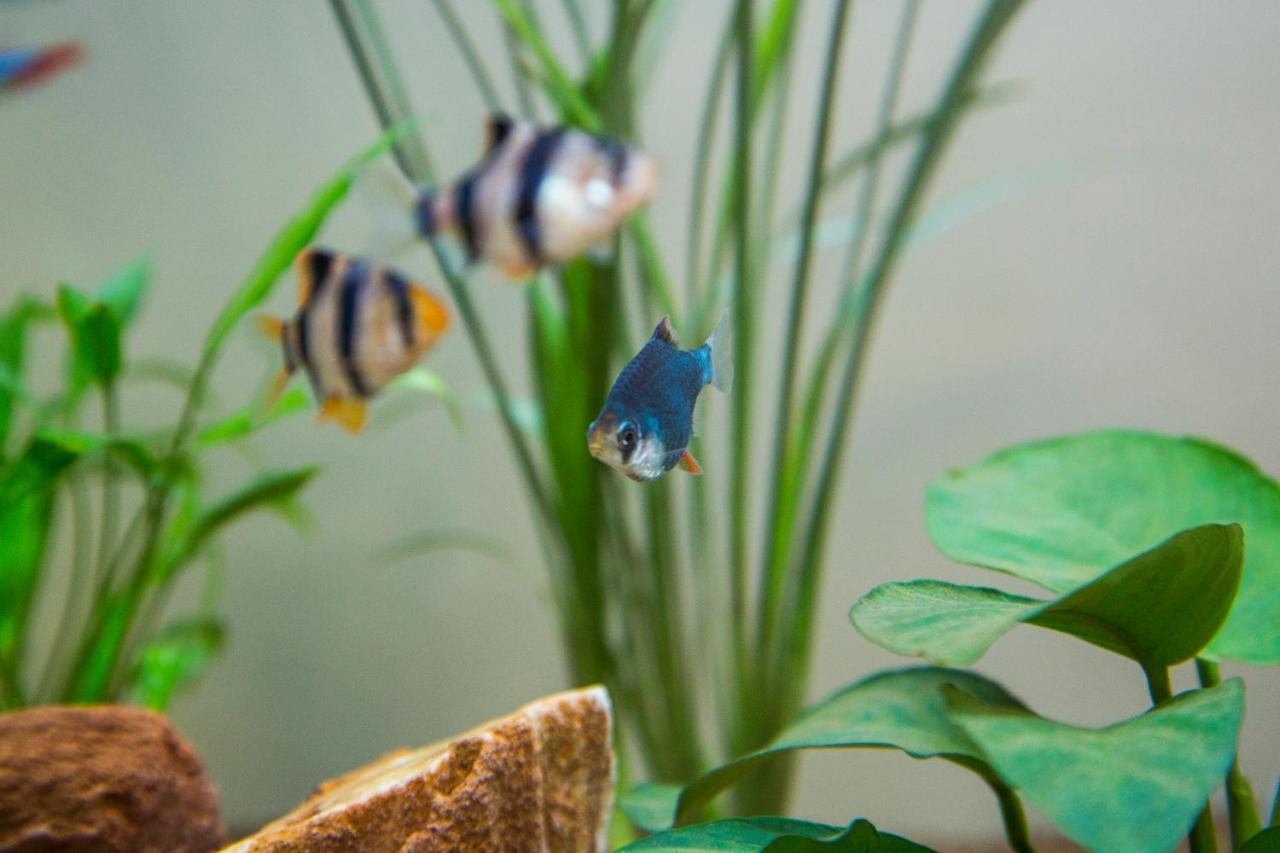 B&B Aquarium San Benedetto del Tronto Exteriér fotografie
