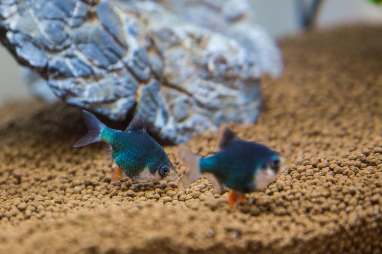 B&B Aquarium San Benedetto del Tronto Exteriér fotografie
